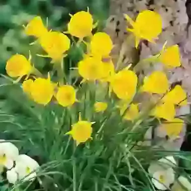 Golden Bells